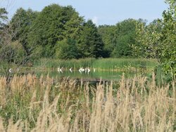 Safeguarding biodiversity through sustainably managed pond landscapes in Lusatia
