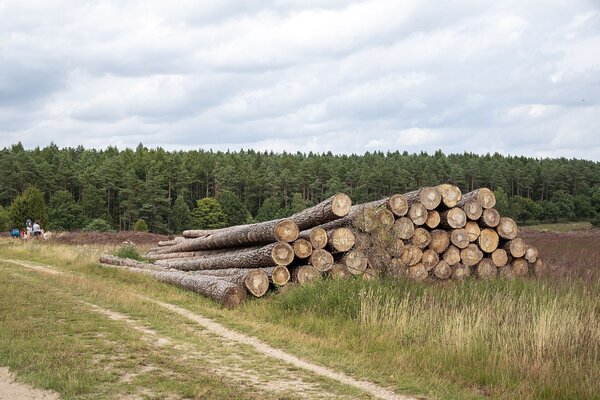 Ein Holzpolter am Rande eines Feldes, im Hintergrund Nadelwald.