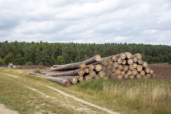 Ein Holzpolter am Rande eines Feldes, im Hintergrund Nadelwald.