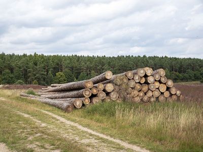 Ein Holzpolter am Rande eines Feldes, im Hintergrund Nadelwald.