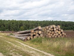 Treibhausgas-Emissionen durch Landnutzung, Landnutzungsänderung und Forstwirtschaft (LULUCF)