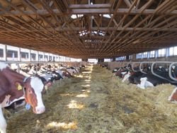 Klimawirkungen und Nachhaltigkeit in der Milcherzeugung