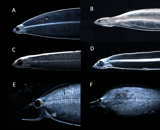 Vordere Körperhäfte von sechs Leptocephalus-Larven verschiedener Fischarten