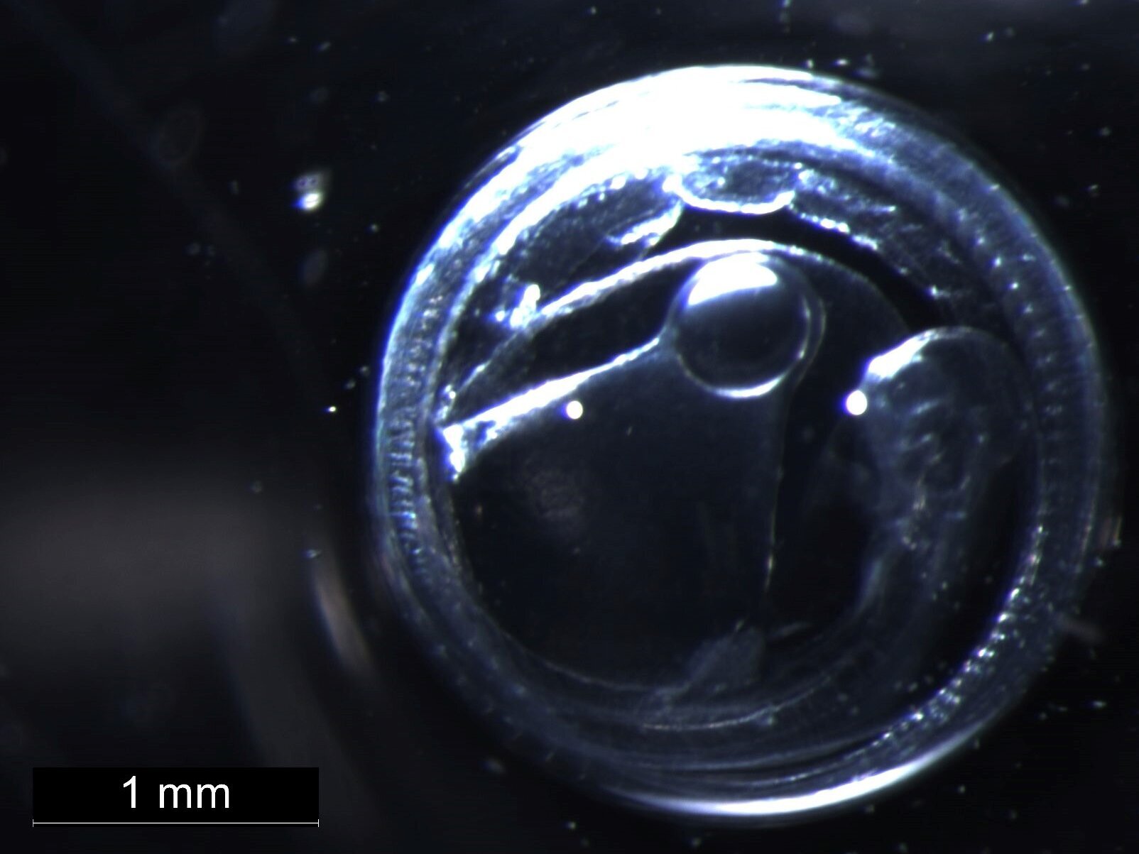 Ein circa 1 mm großes Fisch-Ei.