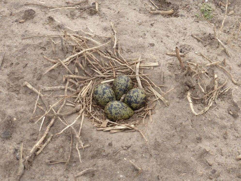 Clutch of a lapwing on a sugar beet field.