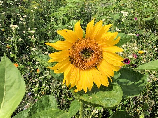 Sonnenblume in einem Blühstreifen Sonnenblume in einem Blühstreifen