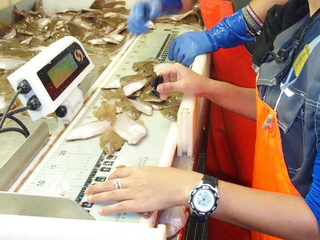 Arbeiten unter Deck: Nach dem Vermessen auf dem elektronischen Messbrett werden die Gehörsteinchen - die sog. Otolithen - geschnitten; dazu Geschlecht und Reife der Fische dokumentiert. 