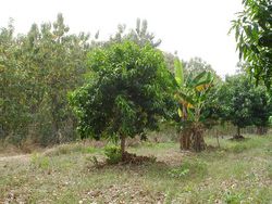 Nachhaltige Randzonenentwicklung von Wäldern in Ghana