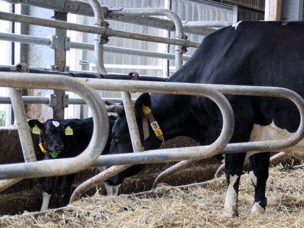 Rinder im Stall