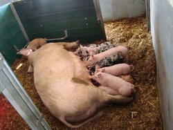 Verlängerte Säugezeit