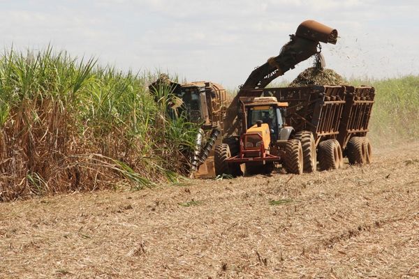 Ein Traktor bei der Ernte von Zuckerrohr