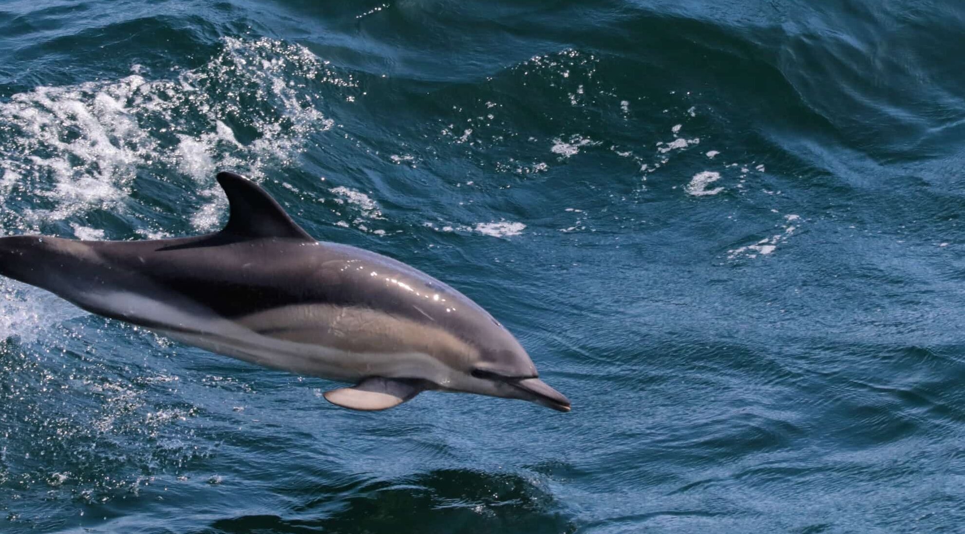 Delfine waren gern gesehener Besuch während der Reise. Springender Delphin