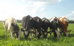 Weidemast - Eine Alternative für die Bullenkälber aus der Milchviehhaltung?