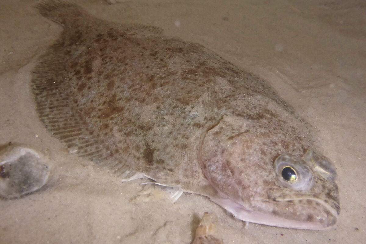 Eine Doggerscharbe, der häufigste Plattfisch vor Grönland.  