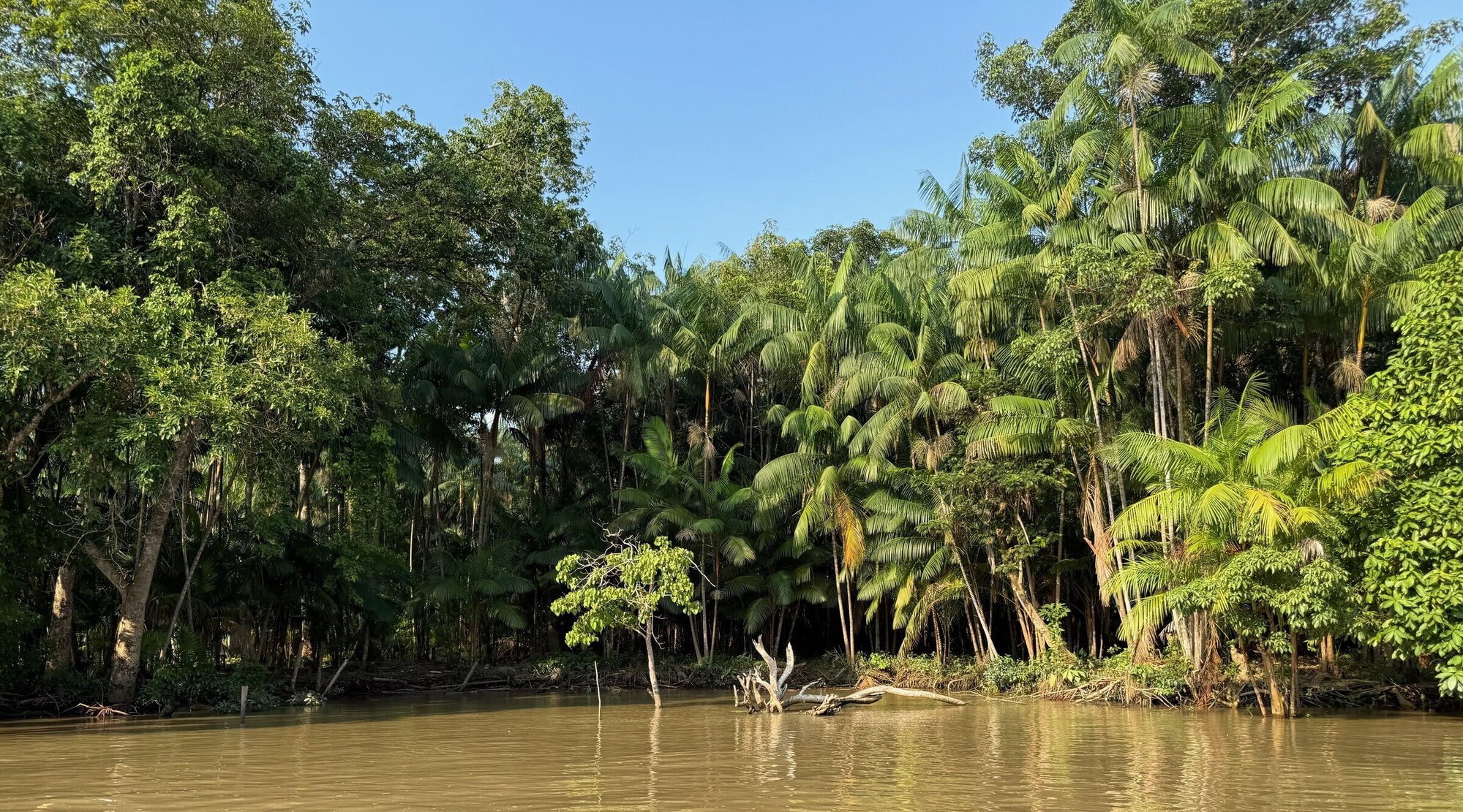 Vorne ist braungefärbtes Wasser, im Hintergrund Bäume.
