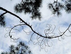 Scots pine and beech: How do different provenances respond to drought?