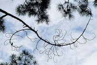 Ein trockener Kiefernzweig vor einem blauen Himmel mit Wolken