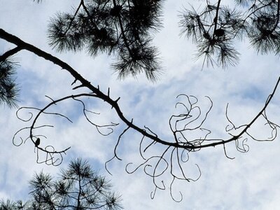 Ein trockener Kiefernzweig vor einem blauen Himmel mit Wolken