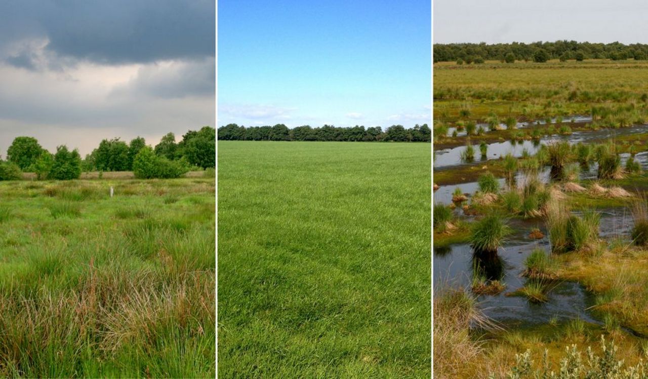 From left to right: Extensive grassland, intensive grassland, rewetting