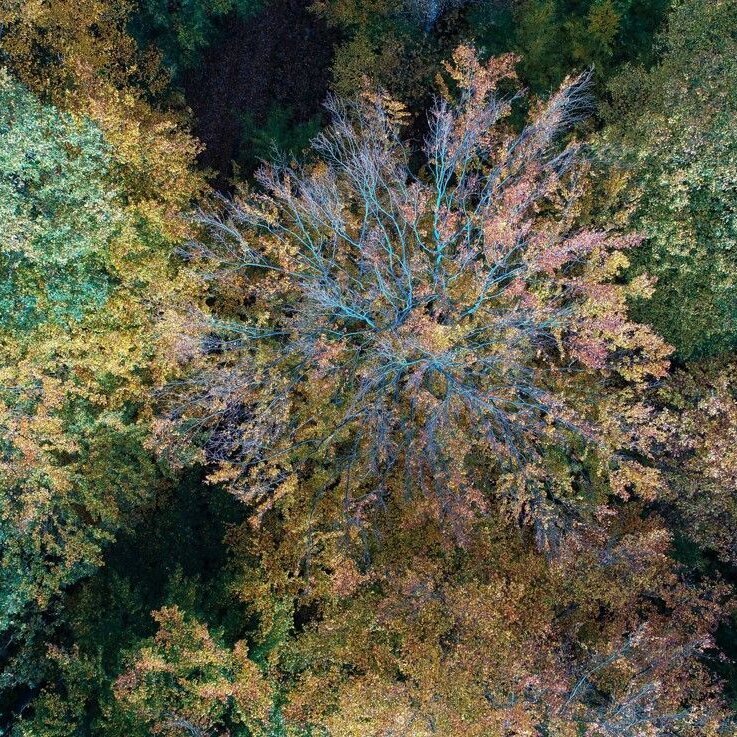 Drohnenaufnahme von einer durch Trockenheit geschädigten Buche 