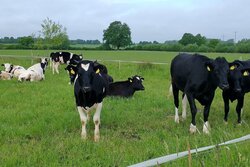 Update of decicion tools for parasite control in grazing ruminants