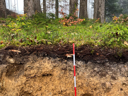 Seitenansicht eines Bodens aus einer Grube im Waldboden mit einem Messstab.