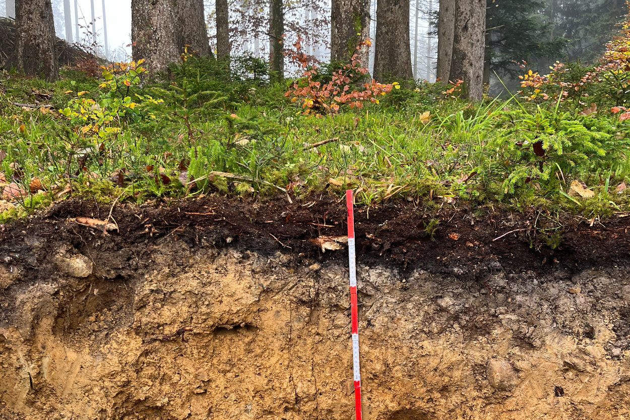 Profile of a forest floor with litter layer and humus layer.