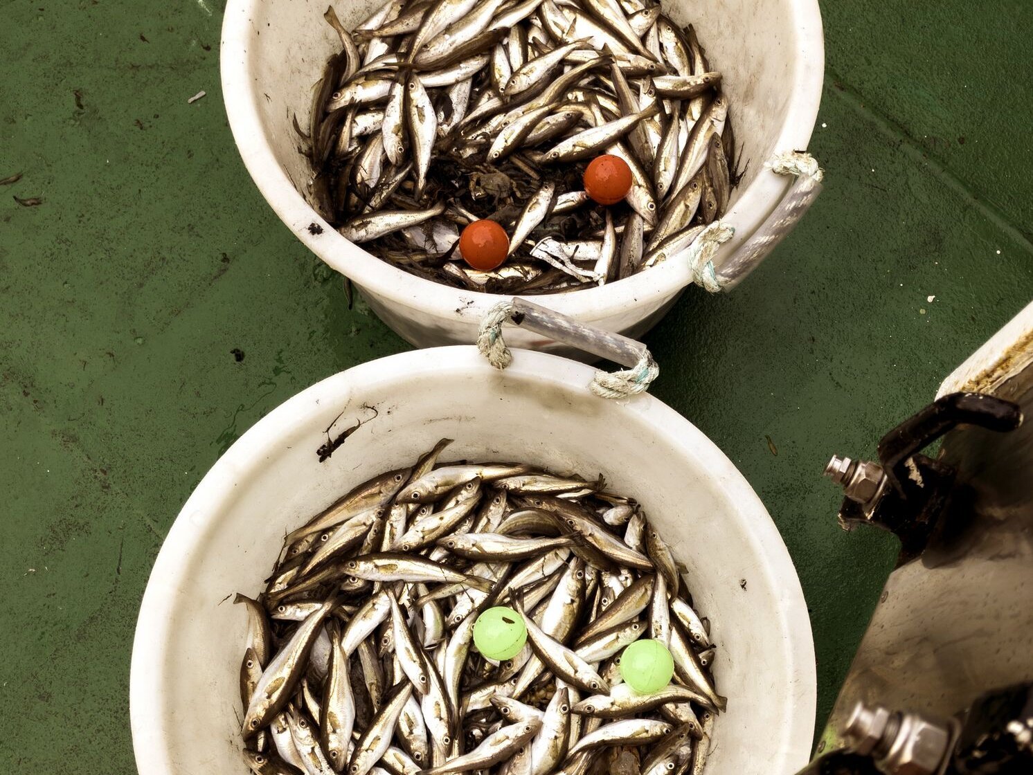 Die ersten Fänge mit der Baumkurre Silbrig glänzende kleine Fische in zwei weißen Eimern