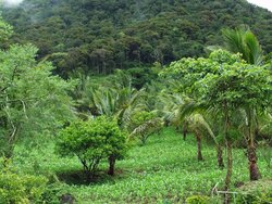 Agroforstwirtschaft versus segregierte Landnutzung