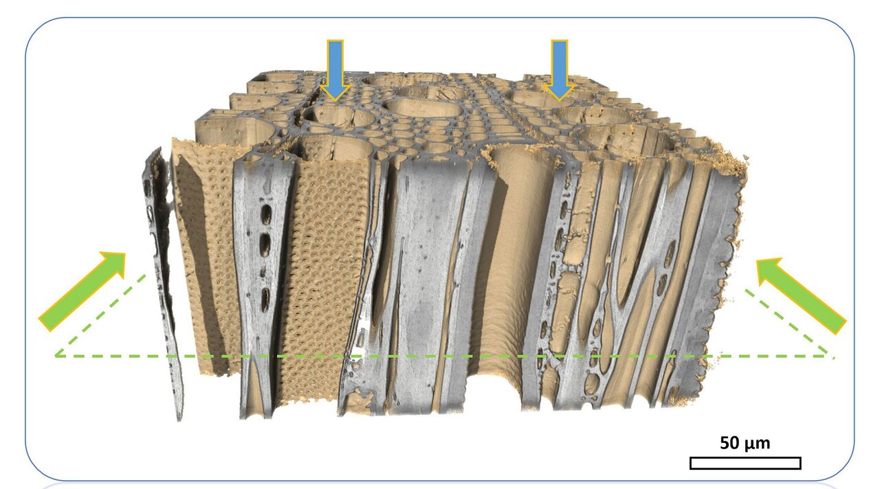 Abbildung: volumetrische 3D-Darstellung einer µCT Messung von Holz der Schwarzerle (Alnus glutinosa) - Info: Die dargestellte Abbildung wird im Jahr 2024 auf alle vier Ausgaben des IAWA Journals auf dem Cover zu sehen sein.