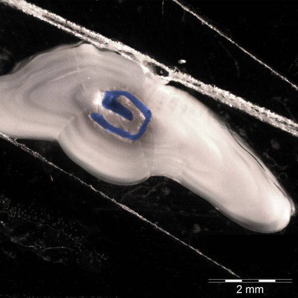 Ein angebohrtes Archiv: Bohrspuren (blau) der Mikrofräse (micromill) auf dem Dünnschnitt eines Dorschotolithen. Entnommene Puderproben liefern Informationen zur Lebensgeschichte des Dorsches.