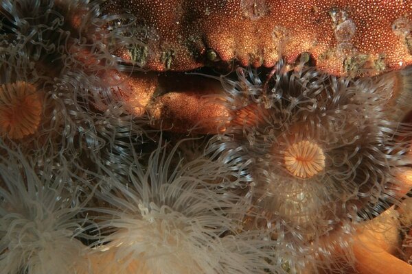 Unterwasserbild einer Seeanemone