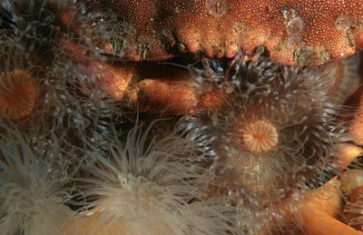 Unterwasserbild einer Seeanemone