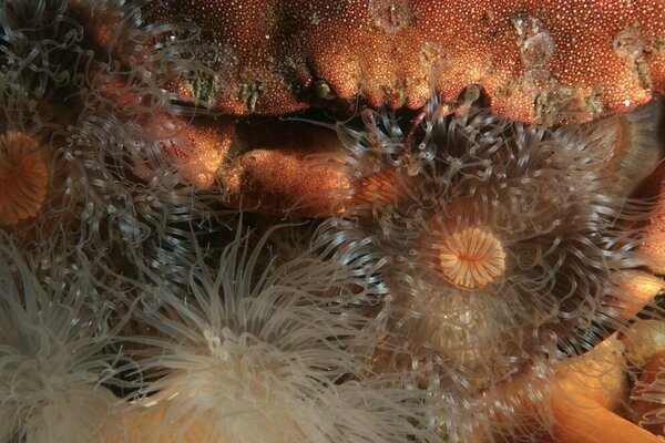 Seeanemone Unterwasserbild einer Seeanemone