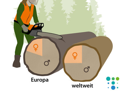 Eine Grafik einer Forstarbeiterin die einen von 2 Baumstämmen zersägt, in deren Stämmen Kreisdiagramme für die Verteilung des männlichen und weiblichen Geschlechtes sind.