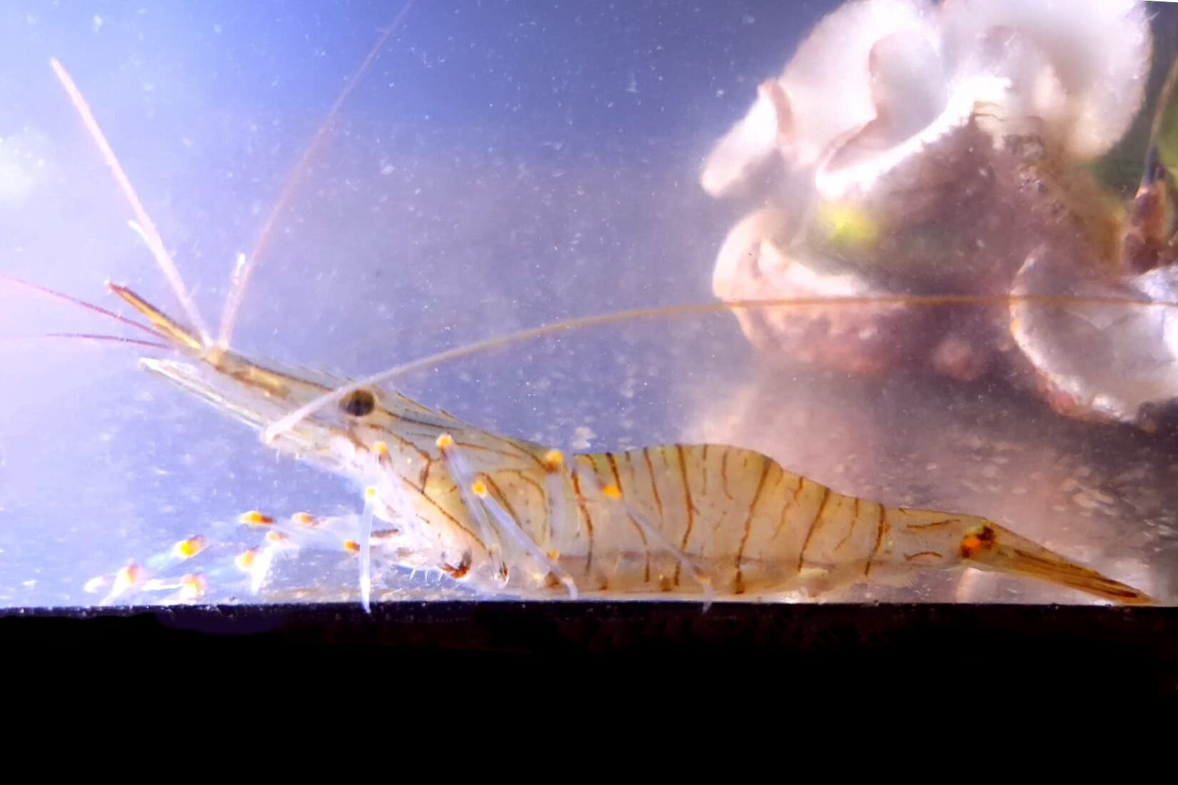 Äsopgarnele Eine eher orangerötliche Garnele, die ein bisschen wie ein Einhorn einen gezahntes Horn auf dem Kopf hat.