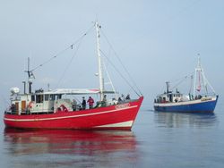Mortality of cod released by anglers in the Baltic Sea