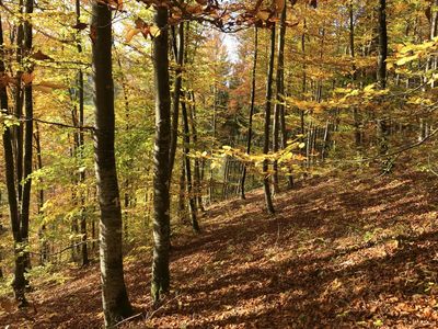 Blick in einen trockenen Buchenwald mit braunen Blättern.