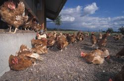 Herd health planning laying hens