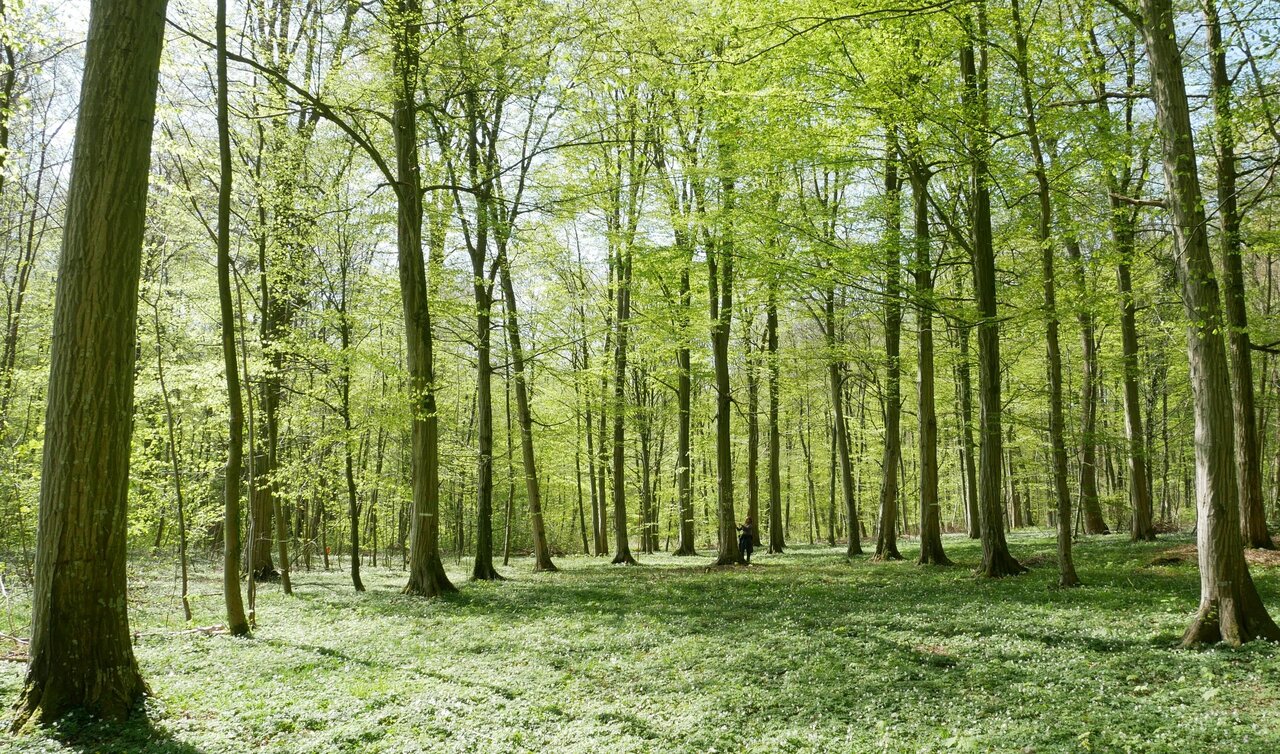 Hainbuche Erntebestand