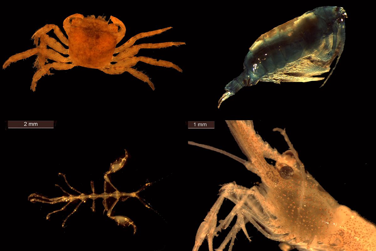 Beispiele für in freischwimmendem Sargassum lebende marine Lebensformen. Von oben links nach unten rechts : Planes minutus, ein Copepode der Familie Pontellidae, Hemiaegina minta, Leander tenuicornis unter dem Mikroskop. 