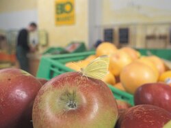 Current trends in the German organic sector