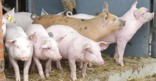 Ferkel in der ökologischen Schweinehaltung in Trenthorst