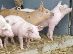 Nachhaltigkeitszertifizierung von Fleisch: Die Initiative Tierwohl