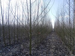 Intensivierung der Erzeugung von Holzbiomasse in Kurzumtriebsplantagen