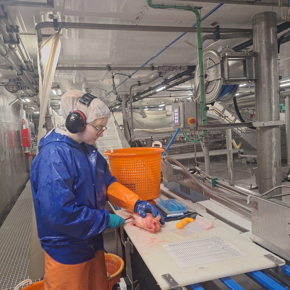 Our colleague Katrine takes stomach samples were taken from both species of redfish