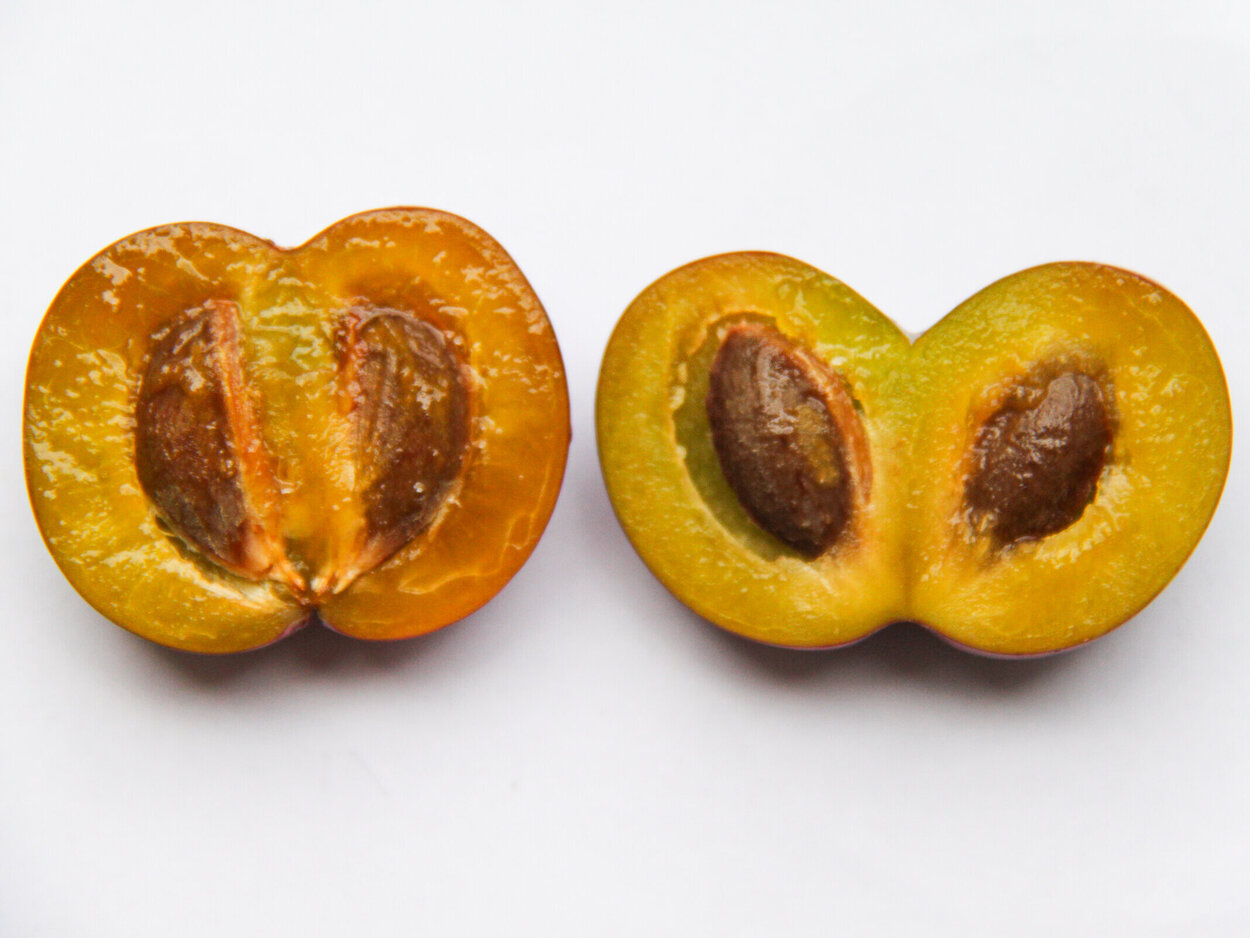 Zwei aufgeschnittene Pflaumen mit jeweil einem Kern in den beiden Hälften.