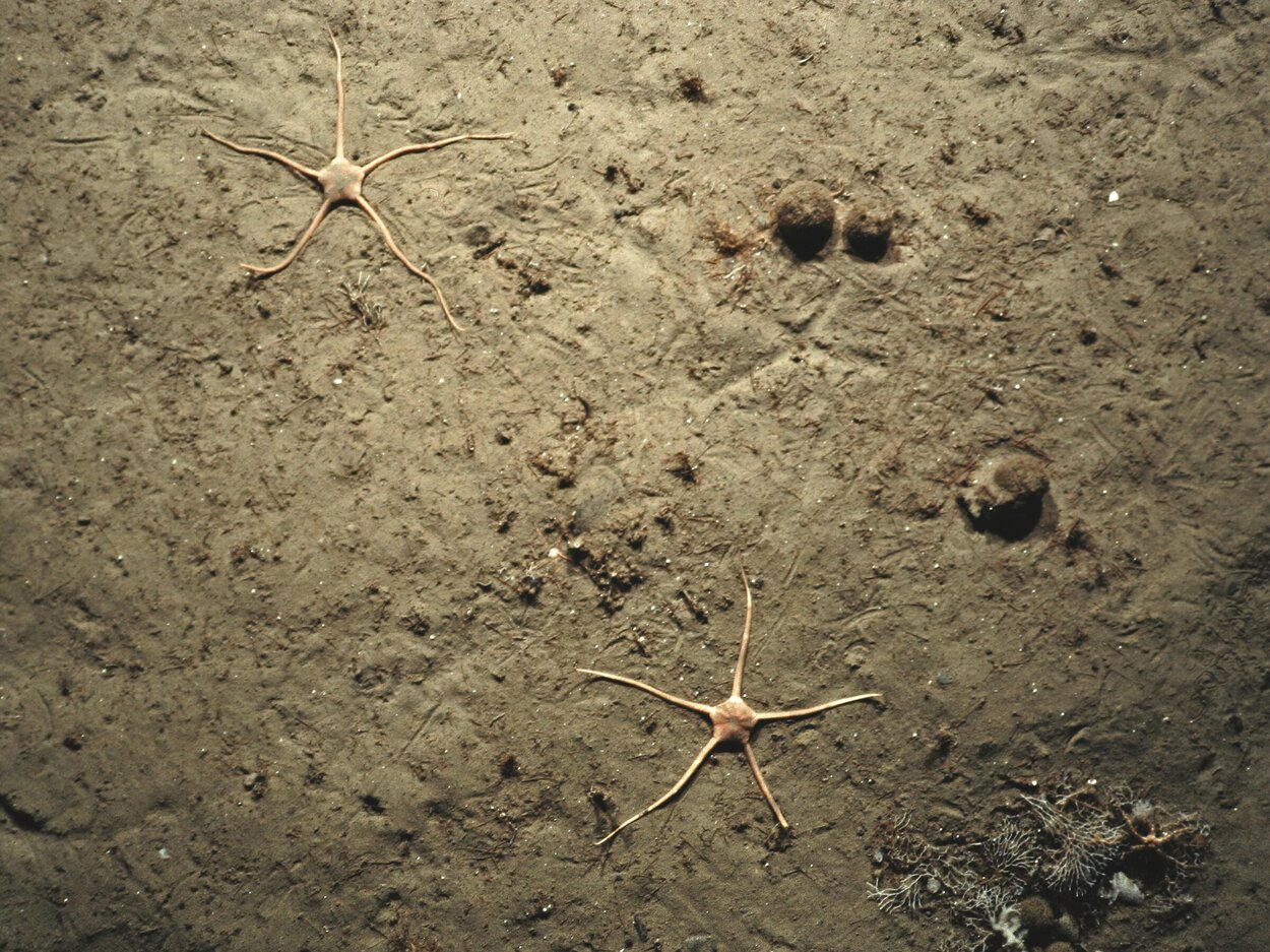 Schlangensterne Ein Meeresgrund mit Schlangensternen.