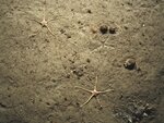 A seabed covered with brittle stars