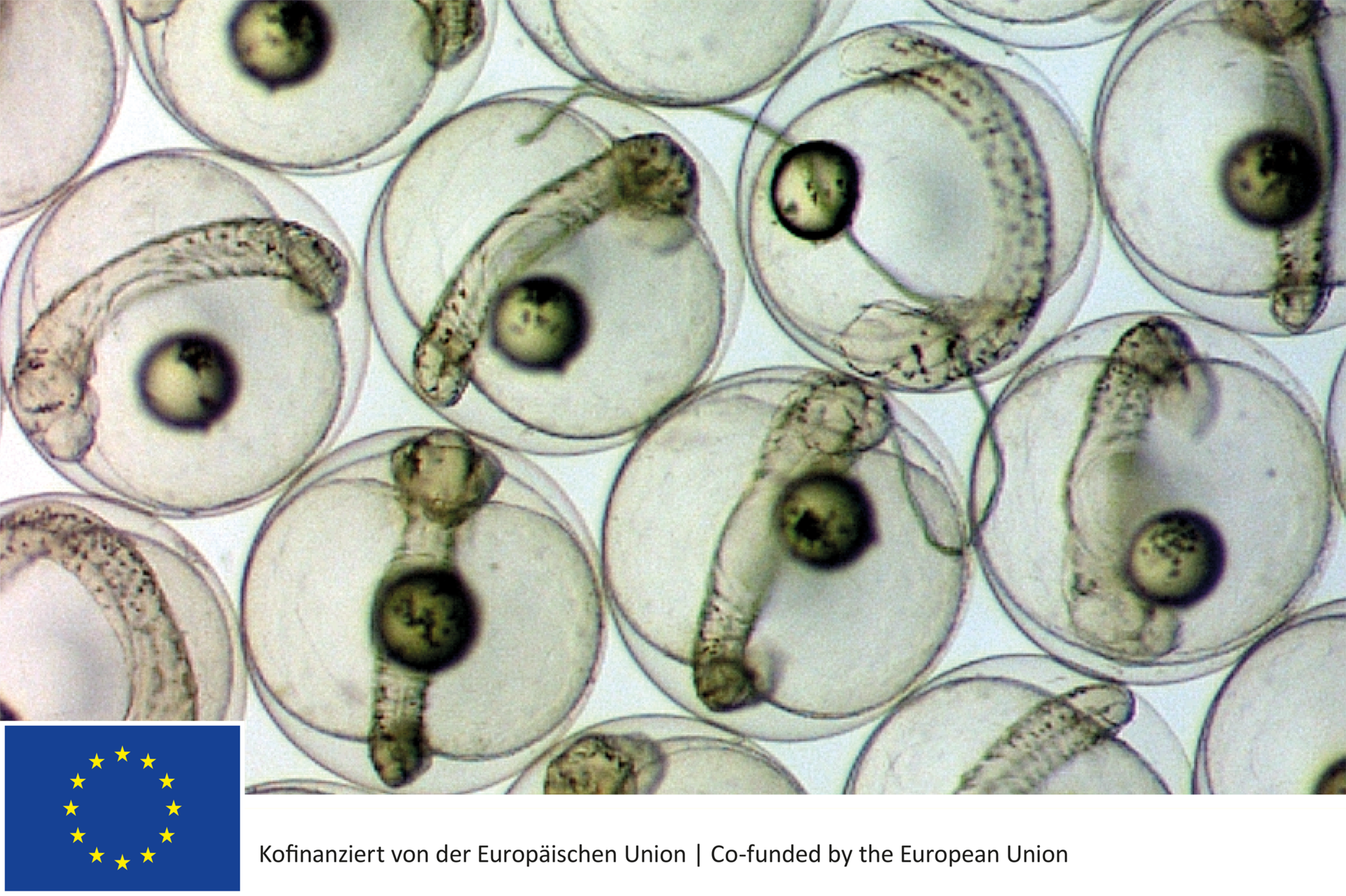 Mackerel eggs under the binocular